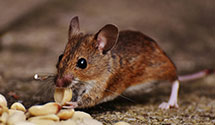 24 Hour & Emergency Exterminators in Koszta, IA
